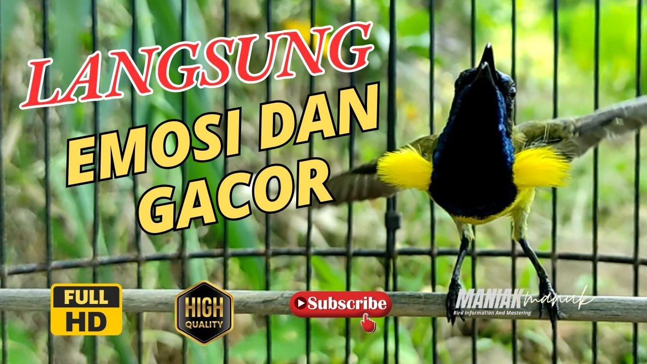 SOGON FIGHTER LANGSUNG RESPON DENGAR SUARA SOGON GACOR #30