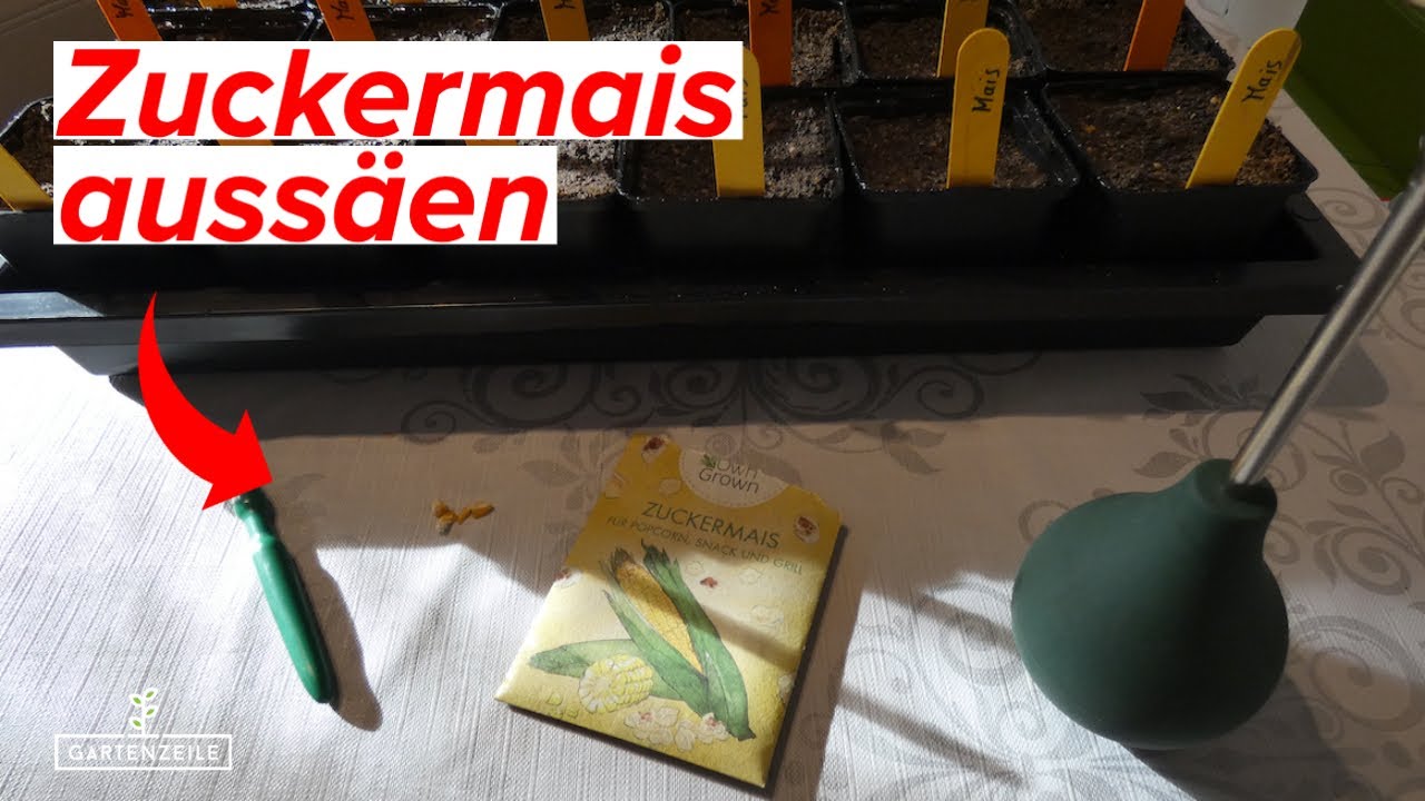 Zuckermais zu Hause vorziehen - So einfach ist die Aussaat von Mais - Darauf müsst ihr achten!