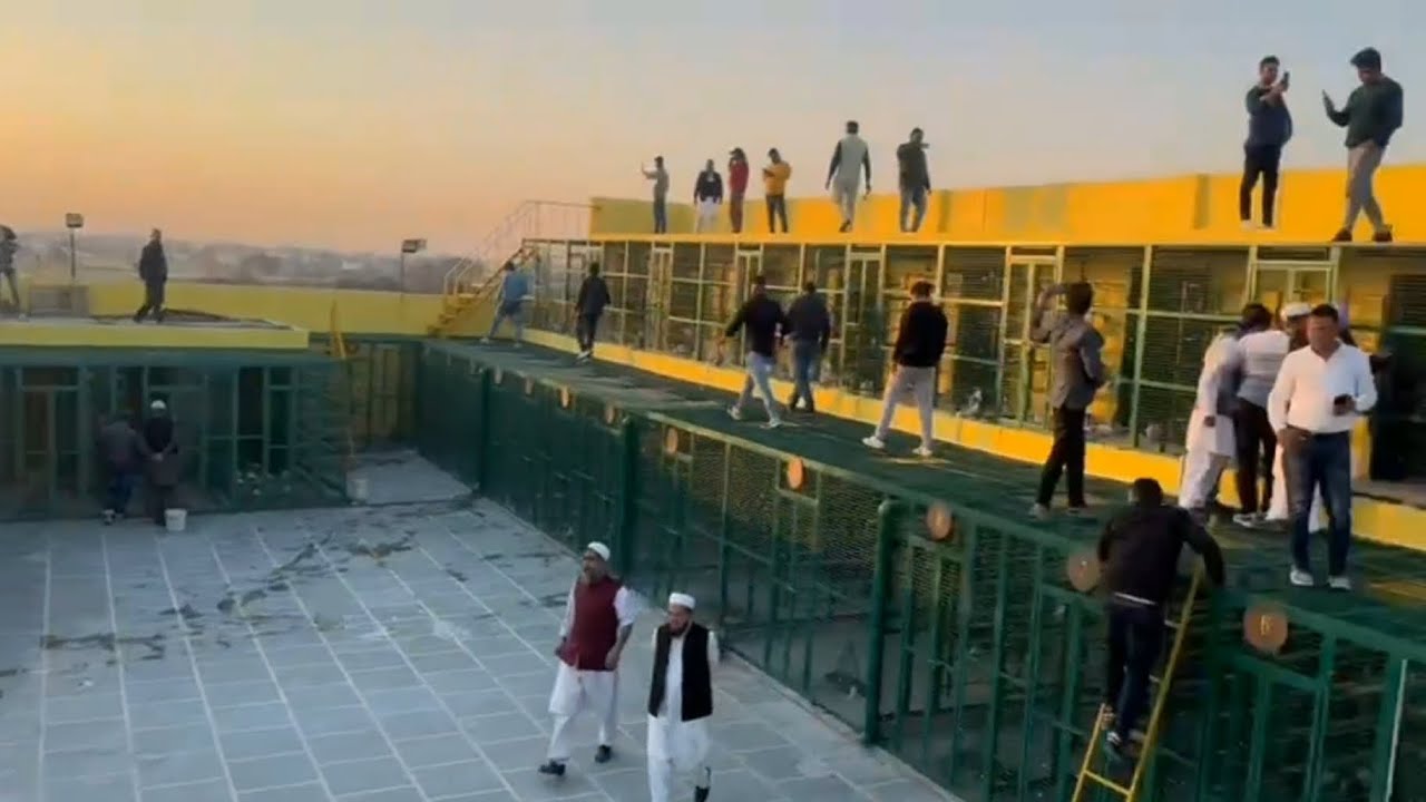 Sharik islam sb (Chaman bidi) loft ki kabootar bazi video Meerut @Champion.M.B.D