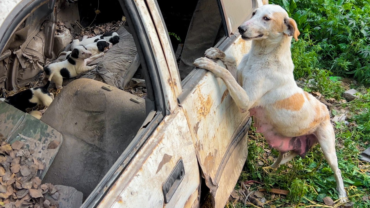 Thrown Away Like Trash...But Still Fighting for Her Babies.