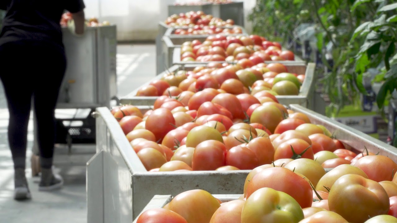 AGA - Use of carbon dioxide in greenhouses