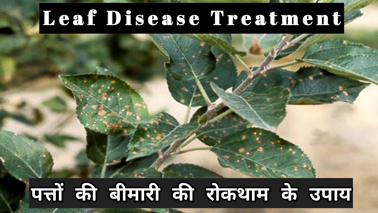 Leaf Disease In Apple | Alternaria Leaf  Disease | पत्तों की बीमारी की रोकथाम | Himalayanfarming |