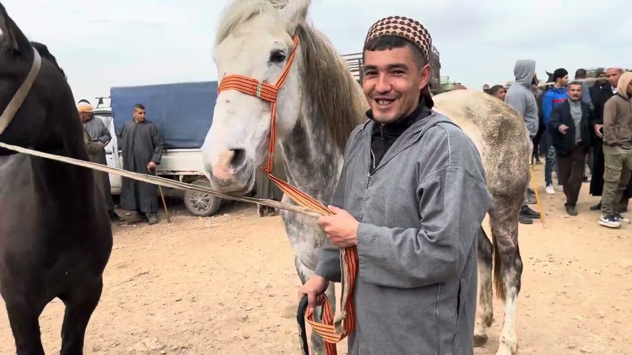 سوق الخيل في الجزائر 14 فيفري 2024 كثرونا لجام خوتي