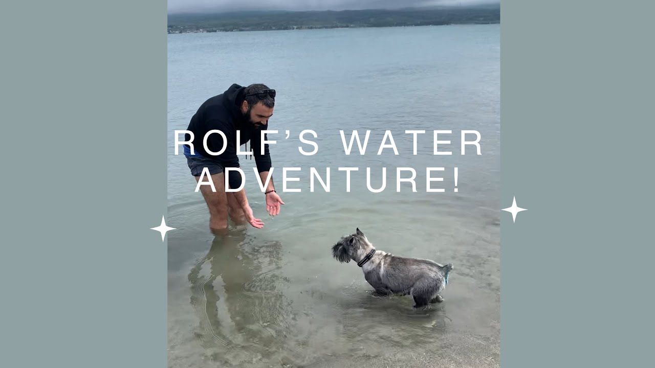 Standard Schnauzer Rolf’s First Water Adventure: Overcoming Fears and Embracing New Experiences!