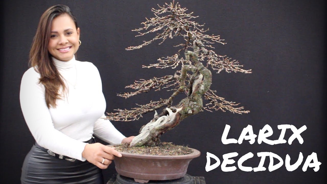 Larix Decidua Winter Silhouette