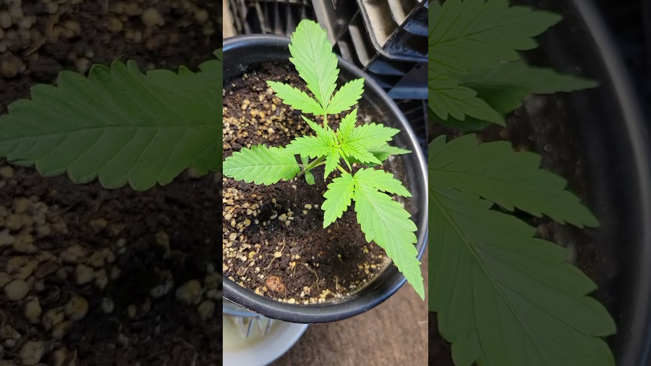 topping Autoflowers #Autoflowers #top 