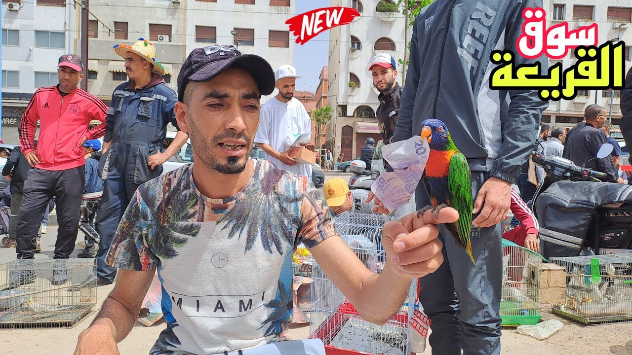 سوق القريعة🔥تعرف على أتمنة مختلف أنواع الطيور حصريا على قناتكم عالم الطيور فرجة ممتعة 