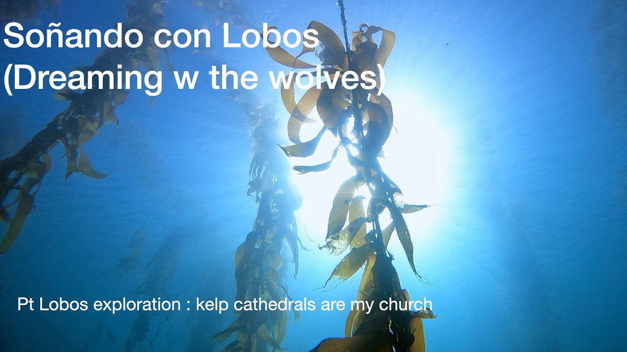 Dreaming with the wolves: Pt Lobos' kelp cathedrals
