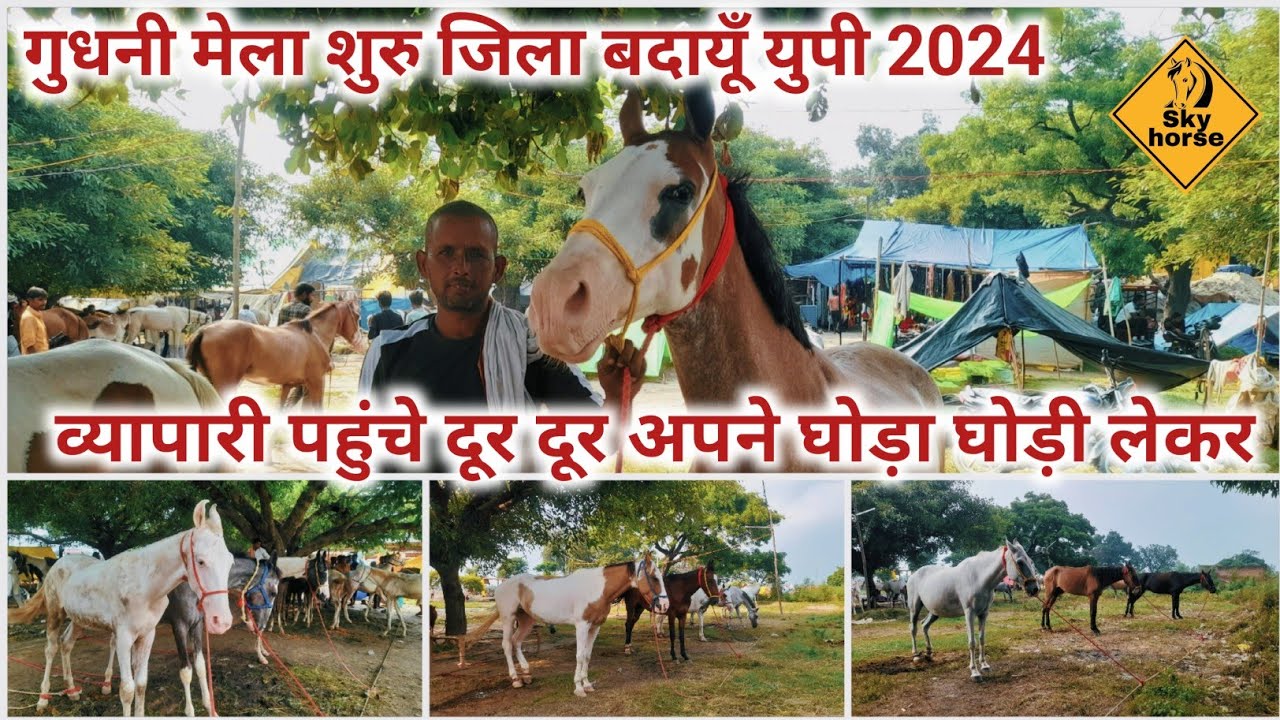 गुधनी मेला शुरु व्यापारी पहुँचे दूर दूर से घोड़ा घोड़ी लेकर जिला बदायूँ 2024