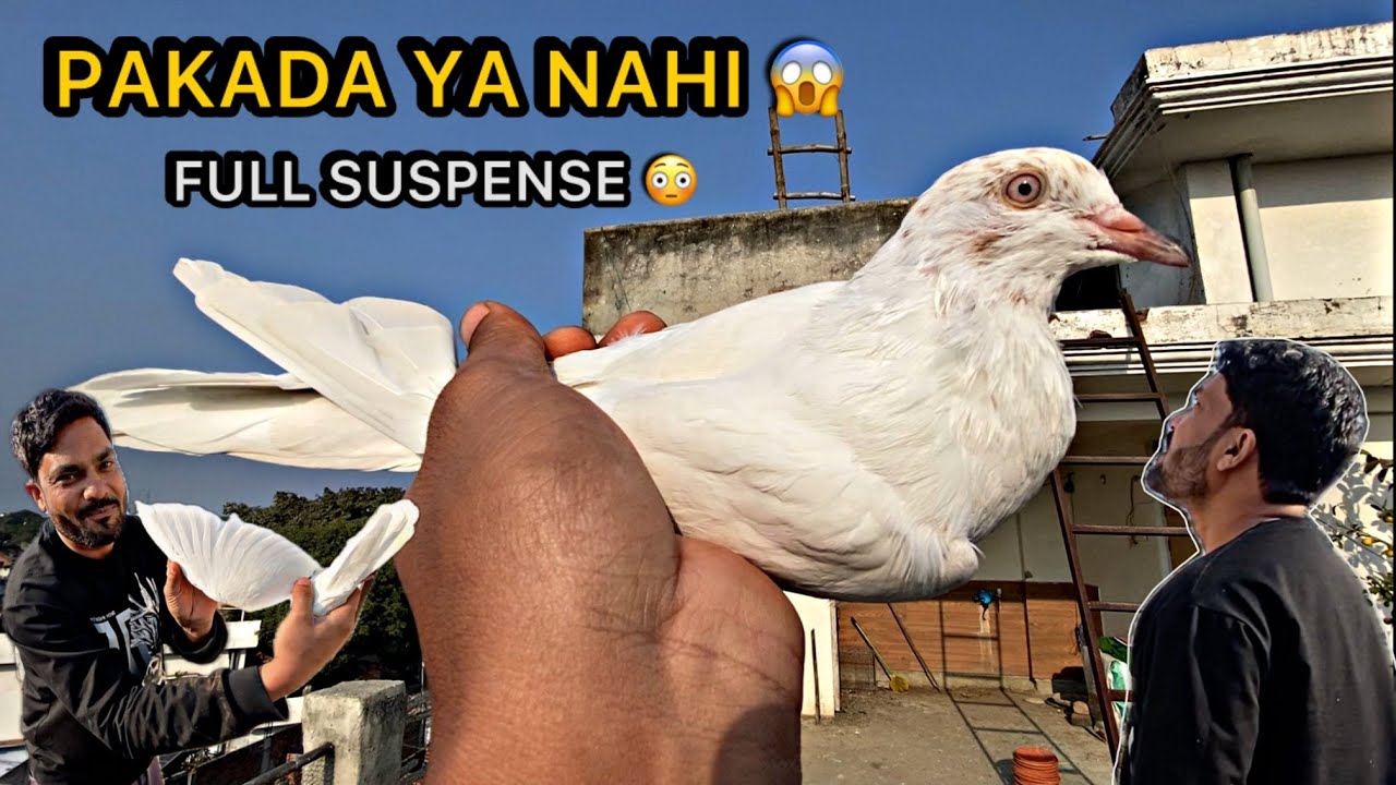 Kabutar Pakadne Ka Full Suspense Video 😱 | Last Tak Dekho 😂🕊️ | Real Pigeon Catch