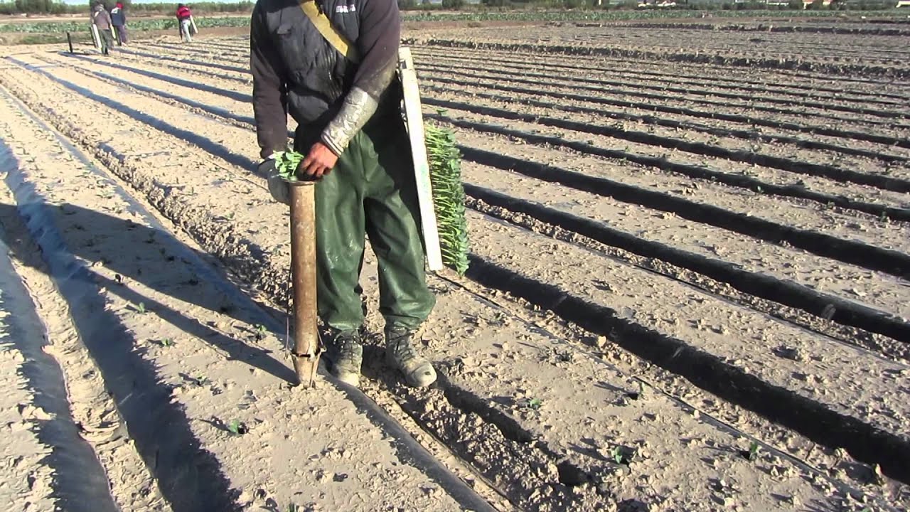 El cultivo del Brocoli - Sakata Seed Iberica