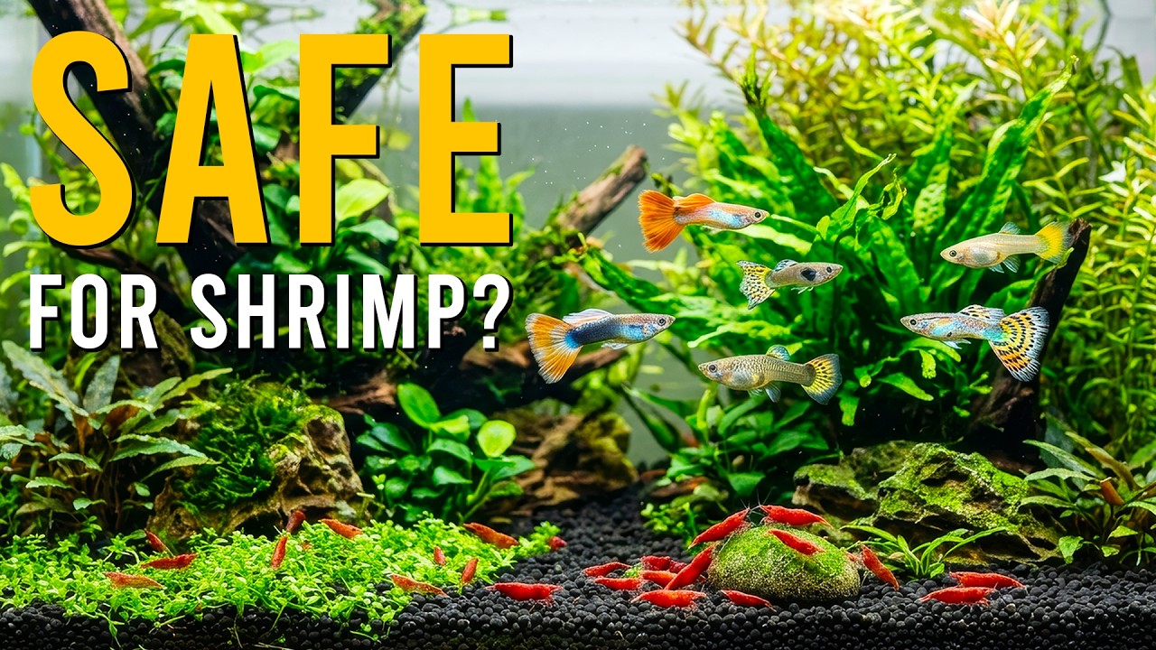 Guppies & Red Cherry Shrimp: Can They Live Together In The Same Aquarium?