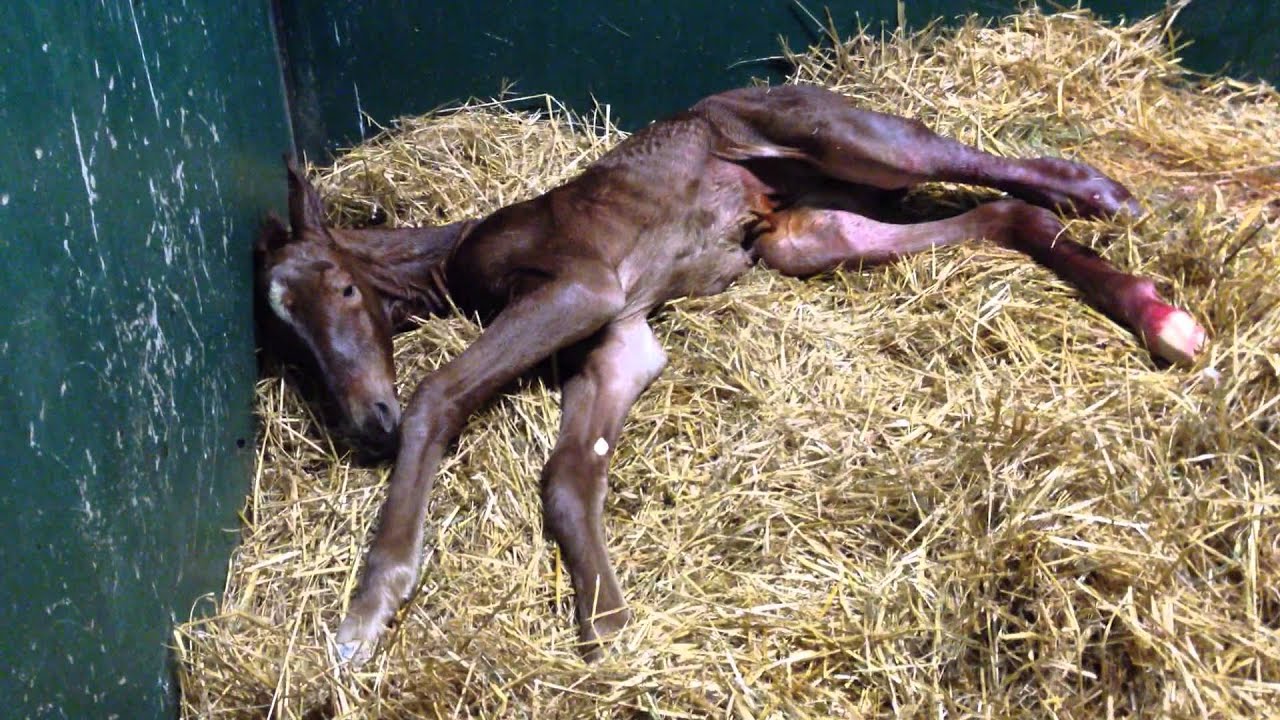 Il puledro neonato cerca di alzarsi