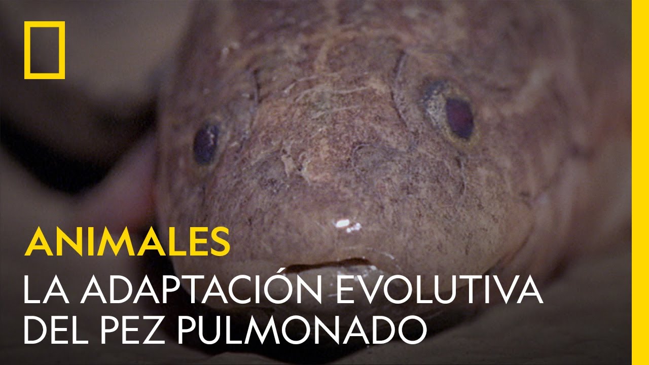 La impresionante adaptación evolutiva del pez pulmonado | NATIONAL GEOGRAPHIC ESPAÑA