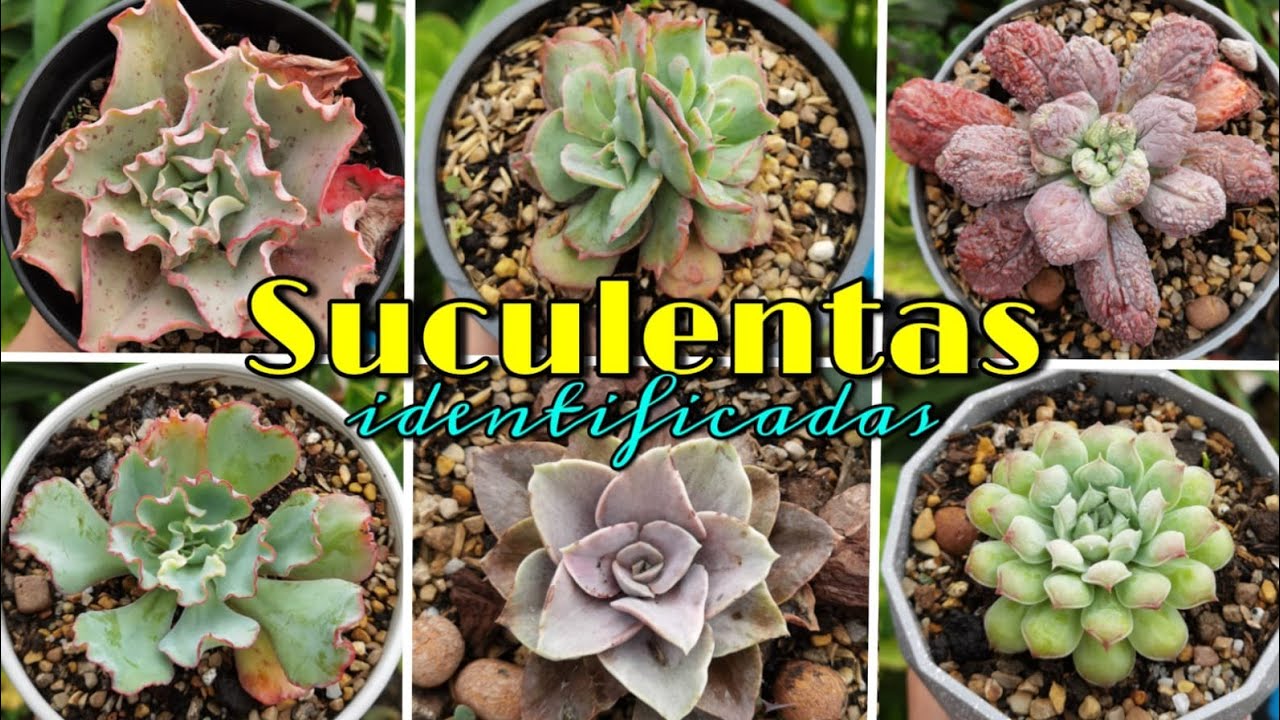 23 Echeverias identificadas con sus respectivos cuidados 🌱 | Jardines by Angie