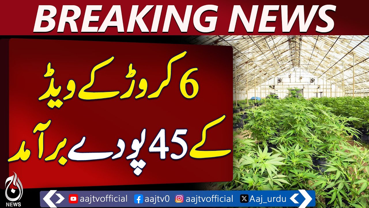 Karachi Drug Dealer Arrested | 45 Weed Plants, 12kg Seized Worth Rs6 Crore | Breaking |Pakistan news