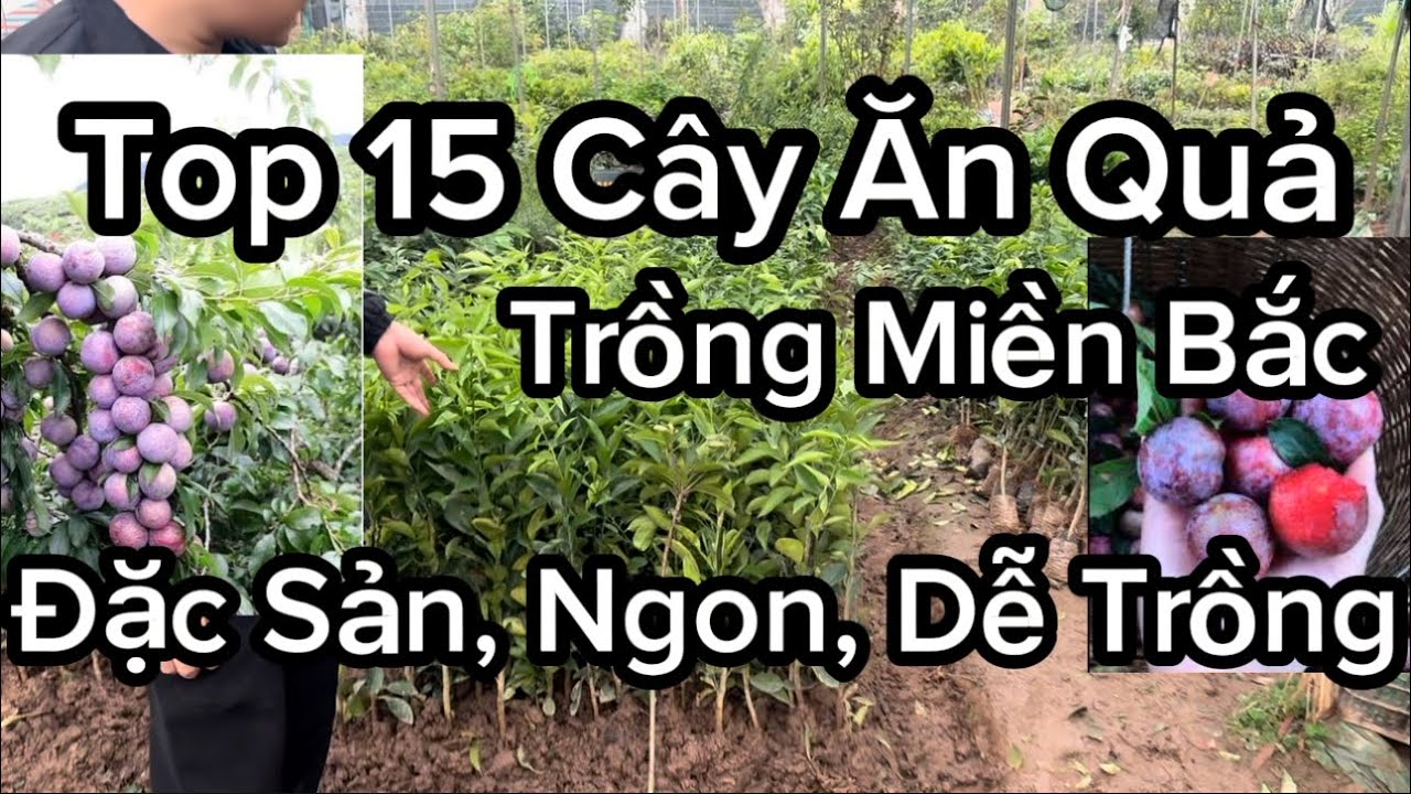 Top 15 Loại Cây Ăn Quả Trồng Miền Bắc Đầu Xuân, Đến Cuối Năm Là Có Quả Ăn, Dễ Trồng Không Kén Đất