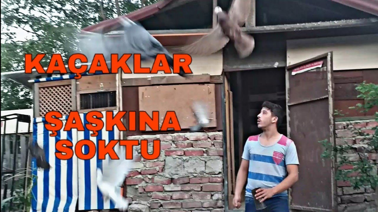 KAÇAK GÜVERCİN GELINCE ORTALIK KARIŞTI SÜPER