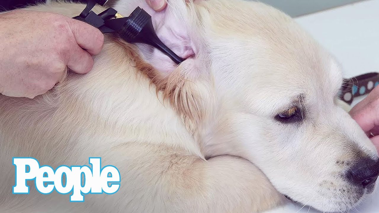 Pet Vet Dr. Evan Antin: Do Shelter Dogs Have More Health Issues? | Pets | People