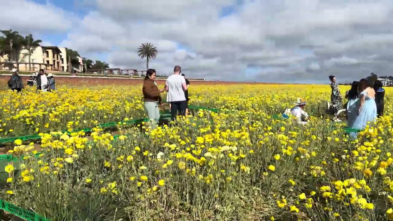 Tulip Festival in Carlsbad