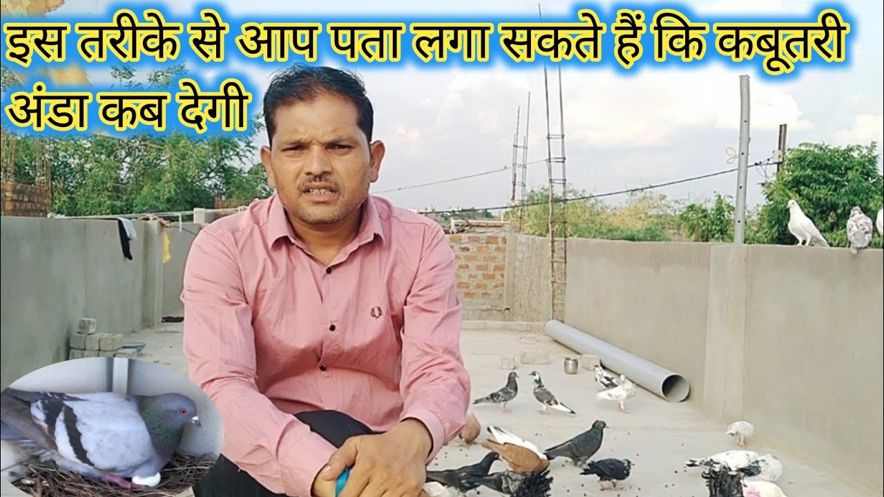 कैसे पता करेंगे कि कबूतरी अंडा देने वाली है|| anda Dene wali kabutari ki pahchan karne ka Tarika||