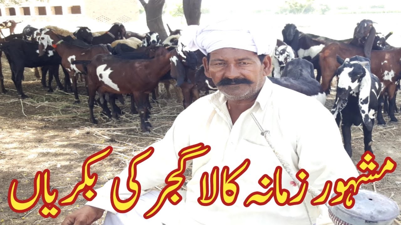 How to Start Beetal Goat Farming |Betal Goat Farming in Pakistan Kala Gujjar ki Mashur Bakriyan
