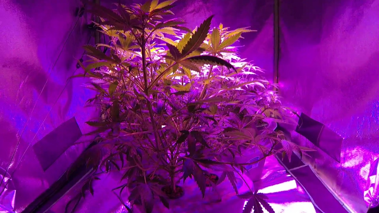 Week 2-3 Flowering Blue Dream AK47  1 of 2