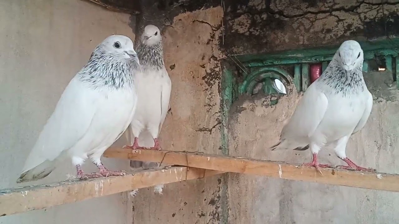 khaki chohy nar ka shoq karain
