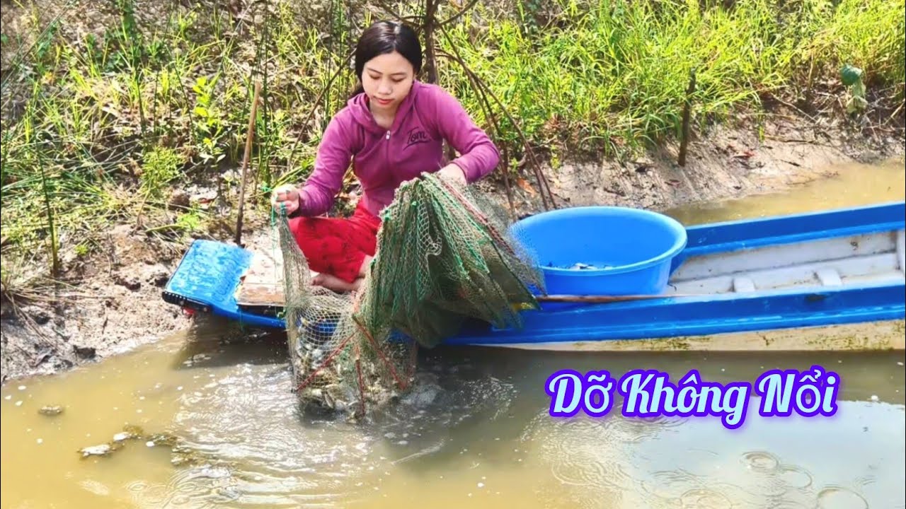 Bất ngờ nước cạn thăm lú cá rô phi dỡ không nổi #301