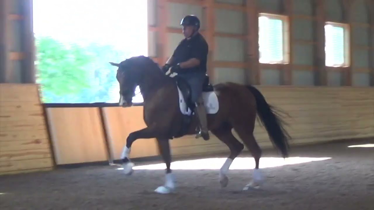 9y KWPN Gelding Schooling GP
