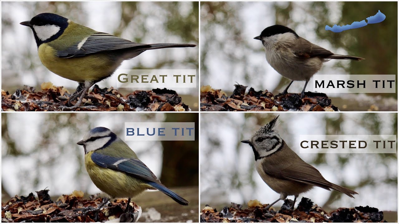 4 different tit types checking out the bird cake (Blue tit, Great tit, Marsh tit, Crested tit)