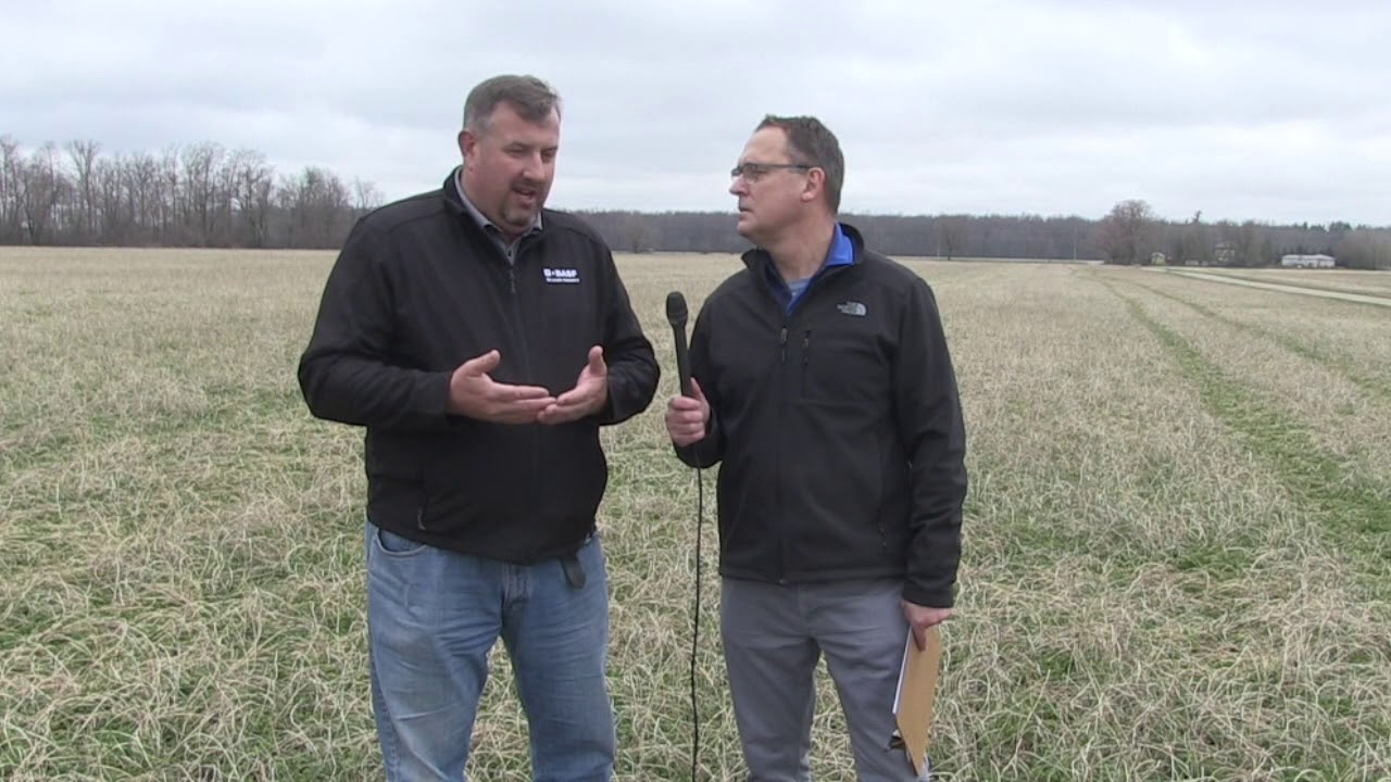 Protecting alfalfa yield and quality with fungicides