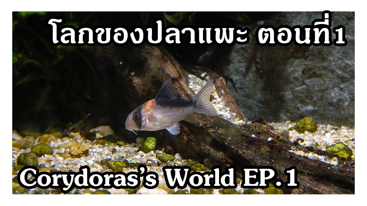 โลกของปลาแพะ ตอนที่ 1 Corydoras's world EP.1