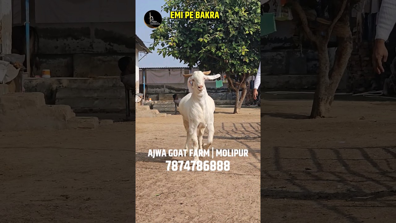 AJWA GOAT FARM | BAKRE ON EMI SCHEME