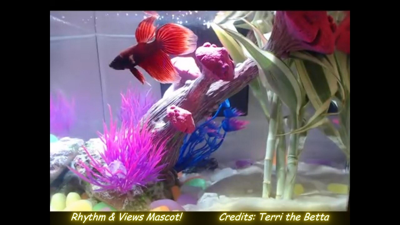 Oh LOOK 👀 it's Terri - Rhythm & Views Mascot! Chill Vibes! 4k Webcam! #aquarium #bettafish #betta