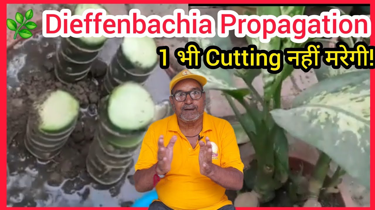 How to Propagate Dieffenbachia plant।Multiply Dumbcane in Nursery।1 भी कटिंग नहीं मरेगी 