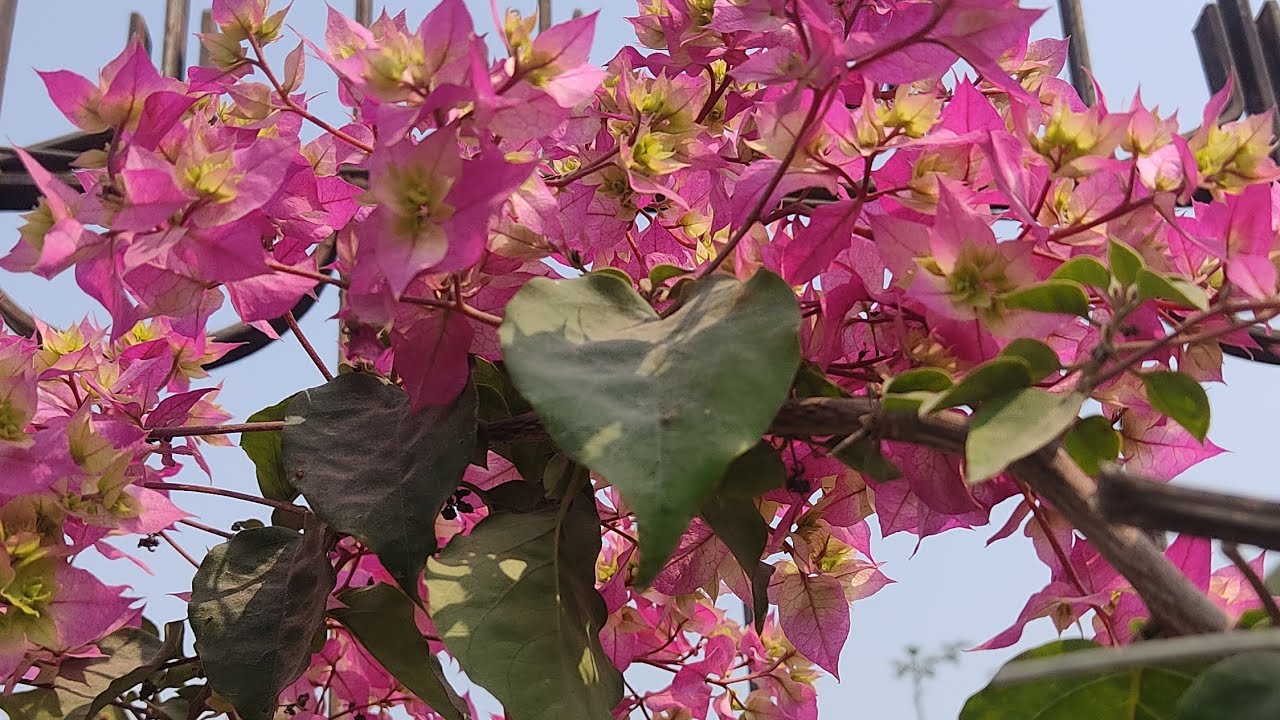 🌸Bougainville Cutting Se Ghar Par Naya Paudha kaise Banaye 🌸#nature #gardening #grih_shobha 