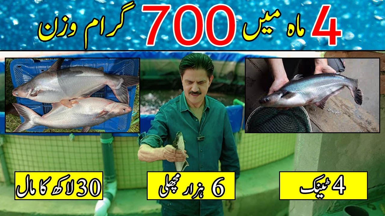 Bioflco fish farming success story| How to start Biofolc fish farm| Ready fish in Biofloc tanks