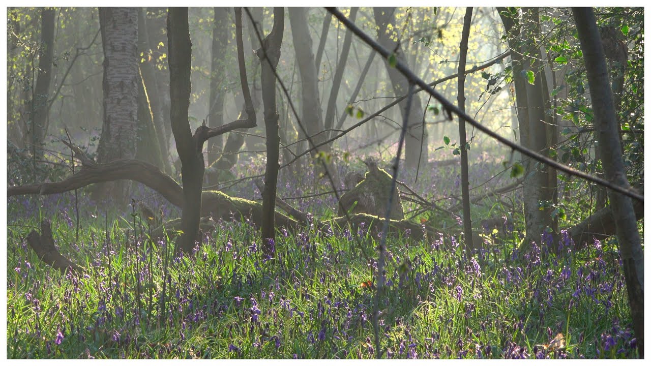 Kings Wood, South Croydon - bluebells at first light