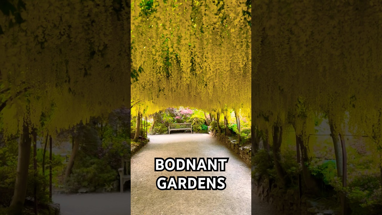 The spectacular Laburnum arch in Bloom at Bodnant Gardens 