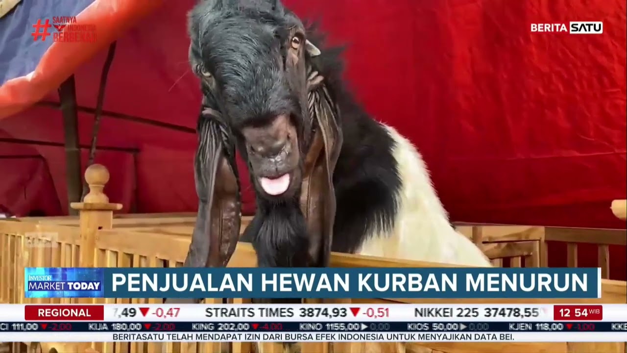 Ada 365 Titik Kurban di Jakarta, Naik 12% - Investor Daily TV