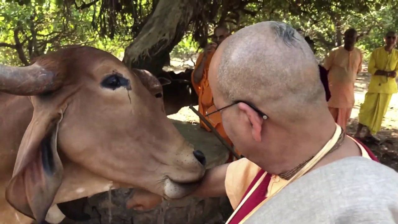 Holistic Cow Care at Nilachal Vedic Village-Talasari