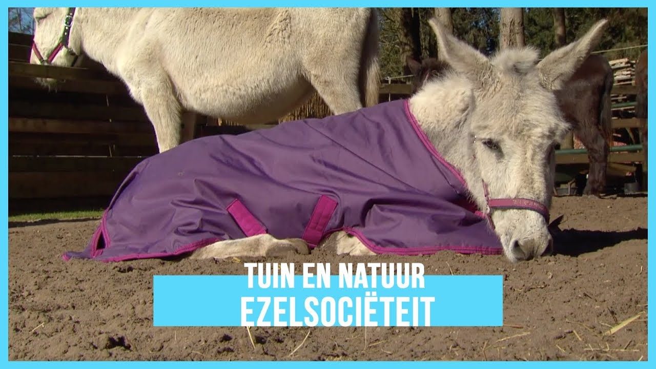 Uit de hand gelopen hobby: ezels! | BinnensteBuiten