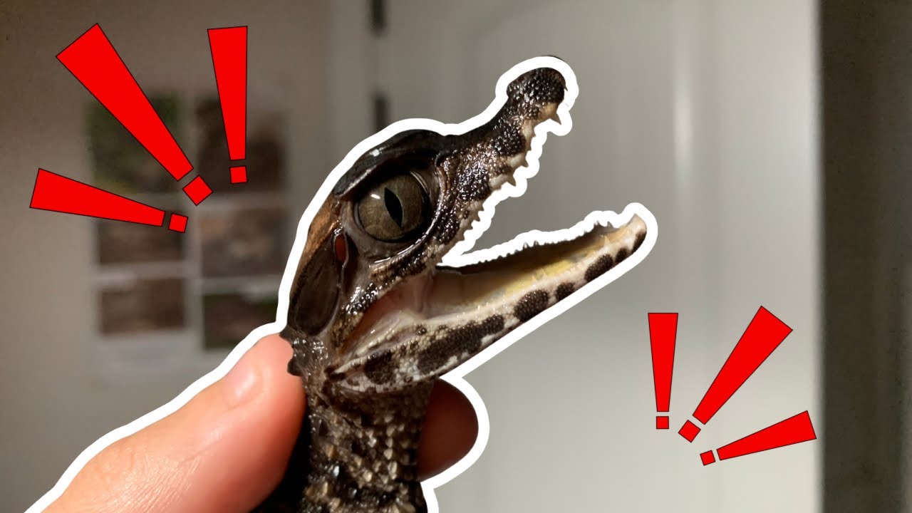 New Baby Alligator!!!