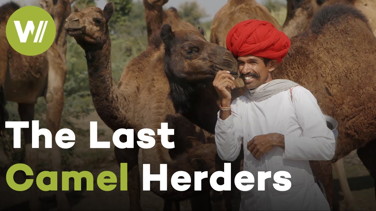 Life of Rajasthan's Last Camel Herders - 