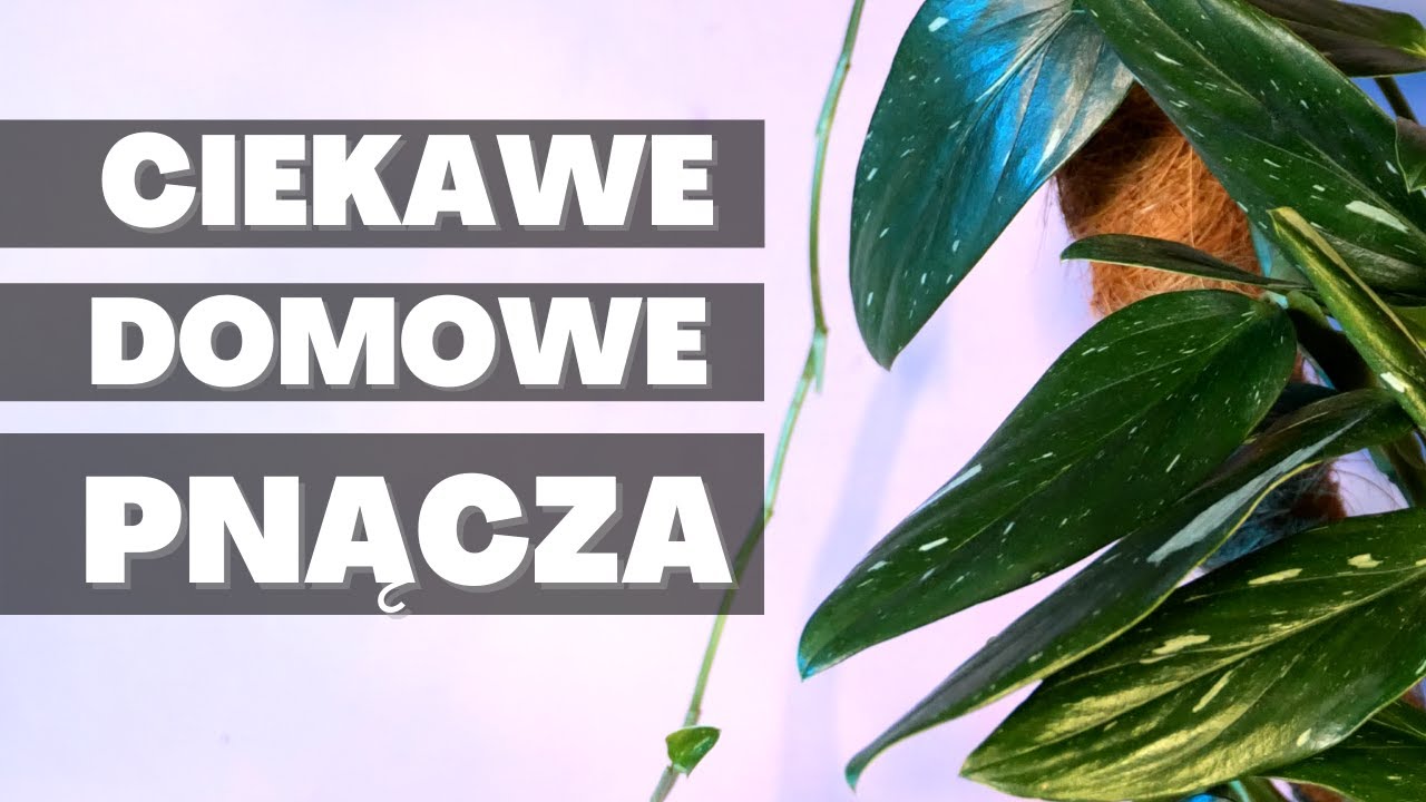 Ciekawe łatwe w uprawie DOMOWE PNĄCZA. Rośliny doniczkowe, które się pną
