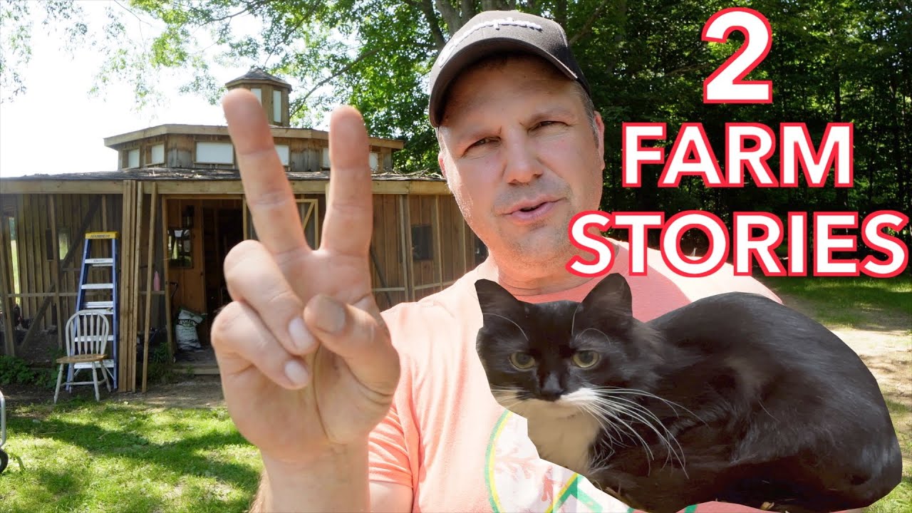 2 Years Building a Chicken Coop | Barn Cat Update