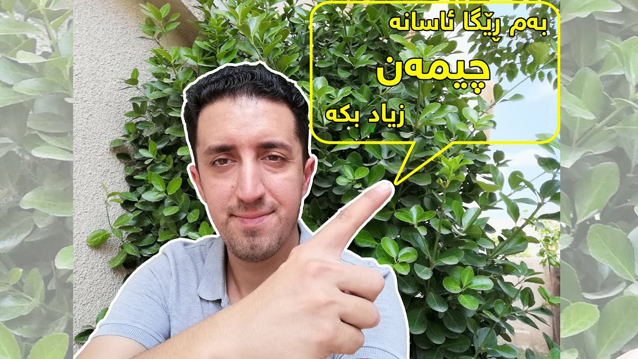 بەم ڕێگا ئاسانە چیمەنەکەت زیاد بکە By this easy way propagate your Home lawn