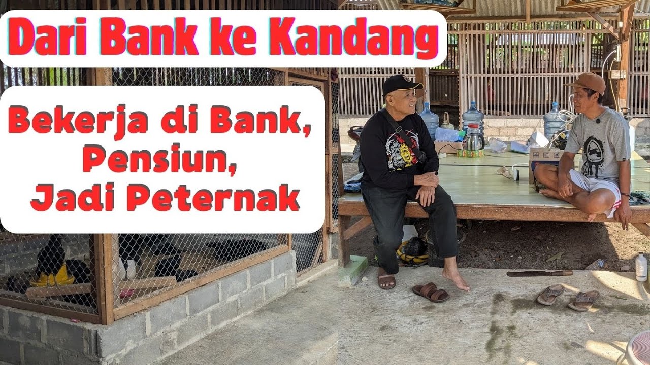 Bekerja di Bank, Pensiun Jadi Peternak Ayam KUB | Perjalanan Hidup yang Menginspirasi