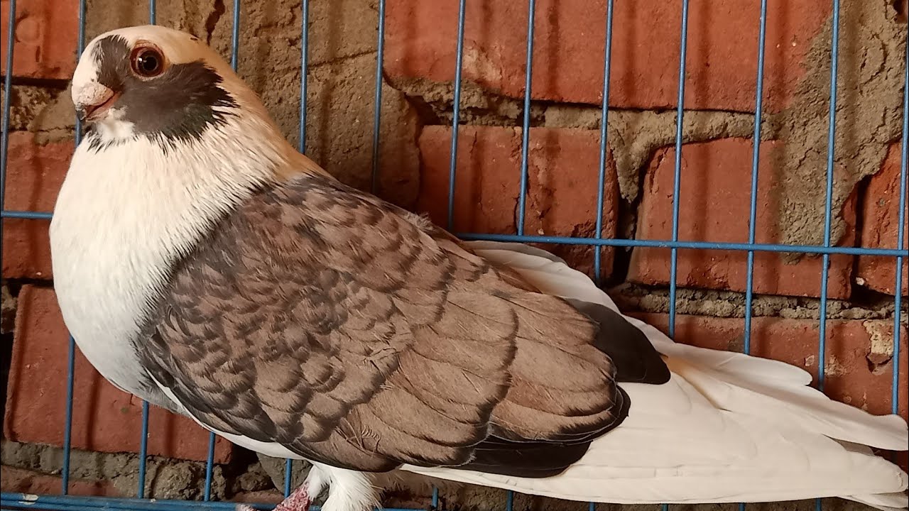 بعض من أنواع وأشكال الحمام الأبلق القشر بندق والأخضر🕊️🕊️